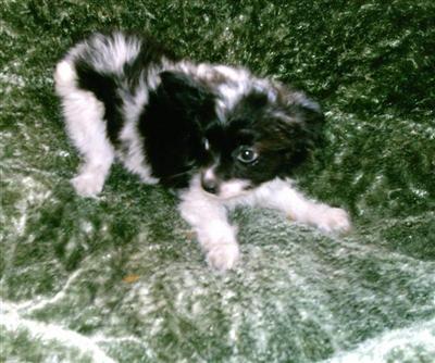 Papillon Puppies for Sale